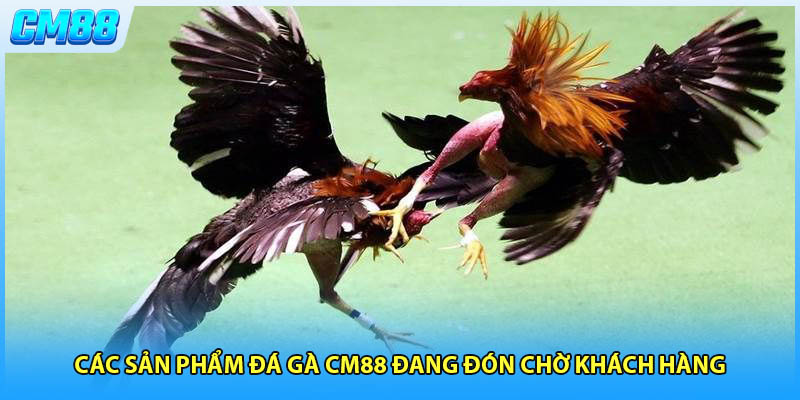Các sản phẩm đá gà CM88 đang đón chờ khách hàng